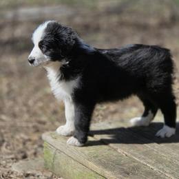 Australian Shepherd All Grown Up from Blue Barn Aussies ltd