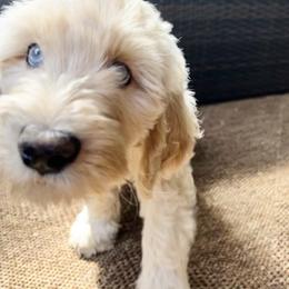 Goldendoodle Puppies from Lundee Doodles