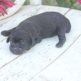 Archer - Black male Whoodle puppy in West Bend, Iowa from Blue Skies Terriers