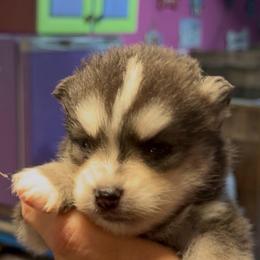 Garnet - Black and white male Pomsky puppy in Spring Hill, Florida from PDQ Pomskies