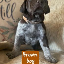 Brown - Liver roan male German Shorthaired Pointer puppy in Dahlonega, Georgia from Pointer Mountain Bird Dogs