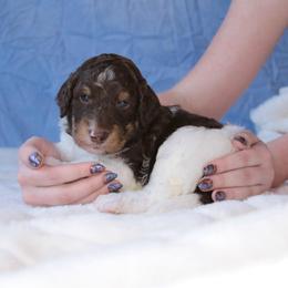 Loki - Brown and white male Aussiedoodle puppy in Springfield, Missouri from Aspen River Doodles