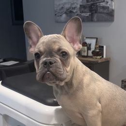Peanut - French Bulldog