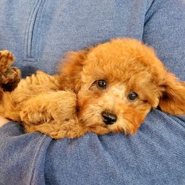 Holly-Little Sweet Dark Red AKC Mini - Red  female Poodle puppy in Falcon, Missouri from Cedar House Heritage Poodles | AKC Toy & Miniature Poodle Puppies Raised in Home