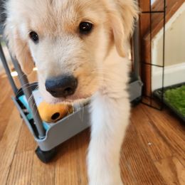 Ice - Golden male Golden Retriever puppy in Frederick, Maryland from Sugarloaf Golden Retrievers (Formerly Vixena Golden Retrievers)