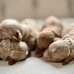 Cavapoo puppies from Harvest Creek