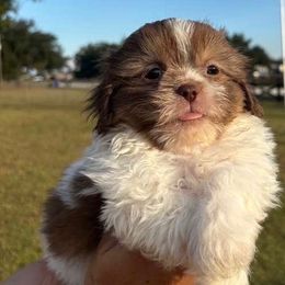 Reese - Red and white female Shih Tzu puppy in Hialeah, Florida from South East Coast Angels Shih Tzus