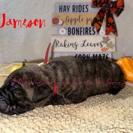 Jameson - Tiger male Perro de Presa Canario puppy in Horizon, Texas from Mesquite Creek Kennels