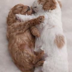 Cavapoo puppies from Peach's Pittsburgh Cavapoos