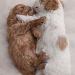 Cavapoo puppies from Peach's Pittsburgh Cavapoos