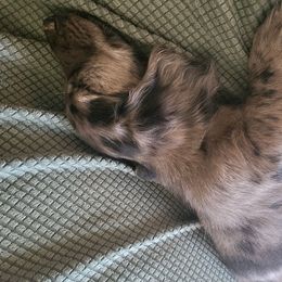Dachshund Puppies from Harris Hugs and Wiener Wiggles