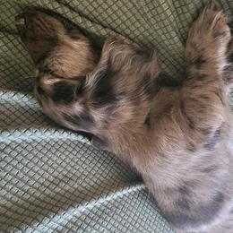 Dachshund Puppies from Harris Hugs and Wiener Wiggles