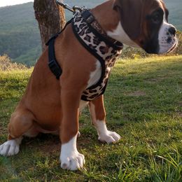 Boxer Puppies from Whynot Blue Ridge Mountain Boxer's