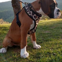 Boxer Puppies from Whynot Blue Ridge Mountain Boxer's