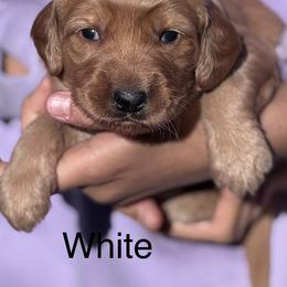 Athena - Apricot female Goldendoodle puppy in Golden, Colorado from Golden Mesa Doodles