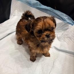 Priyanka - Red female Shih Tzu puppy in Hemet, California from Aloha Shih Tzu