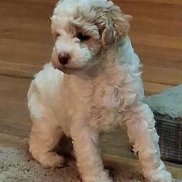 Nora - Parti female Goldendoodle puppy in Haddam, Kansas from Golden B Acres