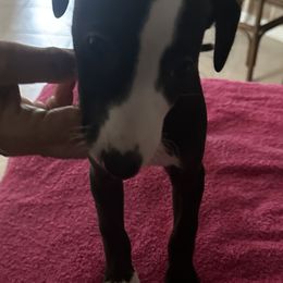 Dusk - White and black female Whippet puppy in Lutz, Florida from Whippets of Astora