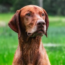 Vizslas from Black Steel Vizslas
