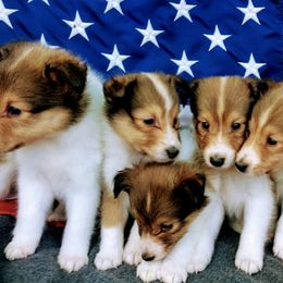 Shetland Sheepdogs from Hanna Farm Shelties