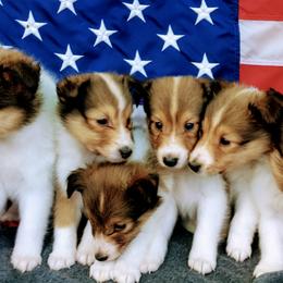Shetland Sheepdogs from Hanna Farm Shelties