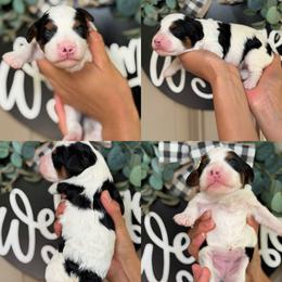 Moo moo girl - Parti female Assorted Doodle Crosses puppy in Yuciapa, California from AlltheDoodlez_