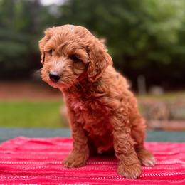 Legolas - Red  male Goldendoodle puppy in Pittsburg, Texas from Grace Springs Goldendoodles