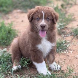 Topper - Red tri-color Australian Shepherd puppy in Mineral Wells, Texas from A6 Australian Shepards