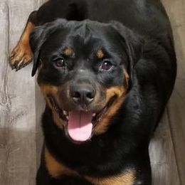 Rottweilers from SLR Diamond Show Dogs