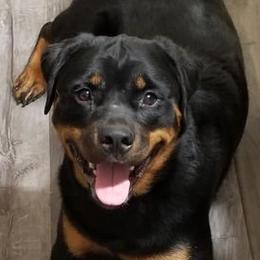 Rottweilers from SLR Diamond Show Dogs