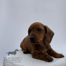 Oswald - Brindle male Dachshund puppy in Royse City, Texas from Truehearted Miniature Dachshunds