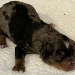Damon - Blue merle male Miniature Australian Shepherd puppy in Bogata, Texas from Maple Creek Run