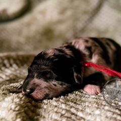 Bordoodle and Labradoodle Puppies from Howdy Doodles