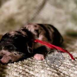 Bordoodle and Labradoodle Puppies from Howdy Doodles