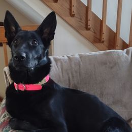 Luna - German Shepherd