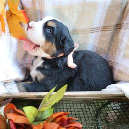 Honey (Pink Bow) - Tri-color female Bernese Mountain Dog puppy in Middlesex, North Carolina from Willow Springs Doodles & Berners