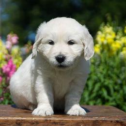 Layla - Light golden female Golden Retriever puppy in Saint Joe, Indiana from Golden Acres Farm