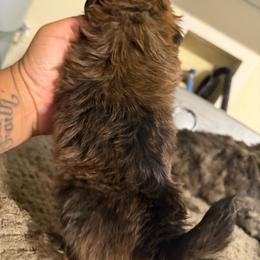 Lolito - Sable male Shih Tzu puppy in Apple Valley, California from Garcia_shihtzu