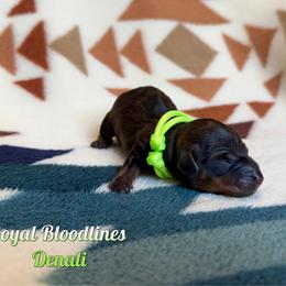 Denali - Wild boar male Dachshund puppy in Columbia, Missouri from Royal Bloodline Canines