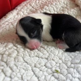 Border Collie Puppies from Pineview Farm