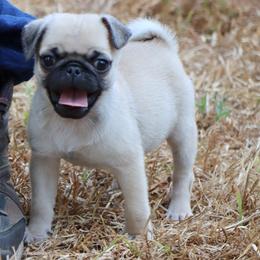 Ace - Fawn male Pug puppy in Winnsboro, Texas from Southern pugs