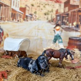 Happy - Dapple male Dachshund puppy in Westport, Kentucky from Lonestar Creek Farm