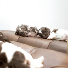 Newfypoo puppies from Windy Hill Dogs