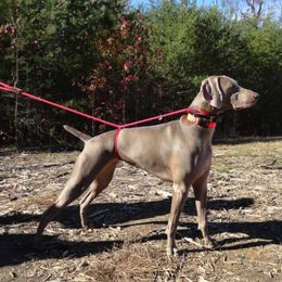 Weimaraner All Grown Up from Megan's Weimaraners