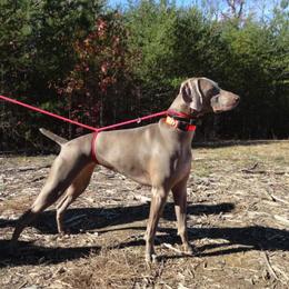 Weimaraner All Grown Up from Megan's Weimaraners