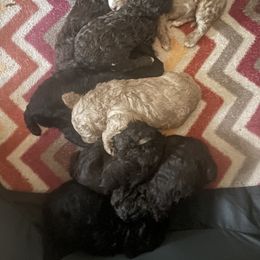 Poodle Puppies from The Stone’s Poodles