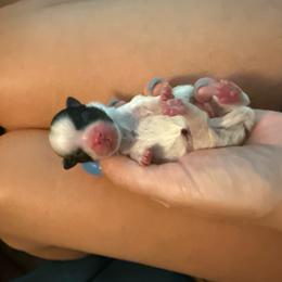 Girl 1 - Black parti female Pomeranian puppy in New Plymouth, Idaho from Pawdawan Poms