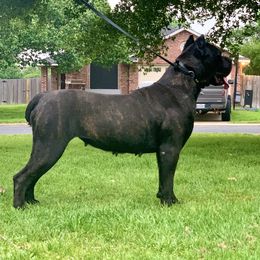 Phoenix - Cane Corso