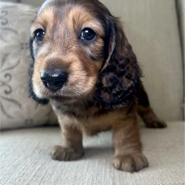 Buck - Red male Dachshund puppy in Madison, North Carolina from Dan River Dachshunds