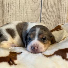Mash - Dapple male Dachshund puppy in Choccolocco, Alabama from Ace’s Doxies